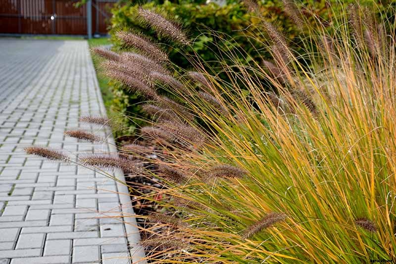 How to Grow and Care for Fountain Grass