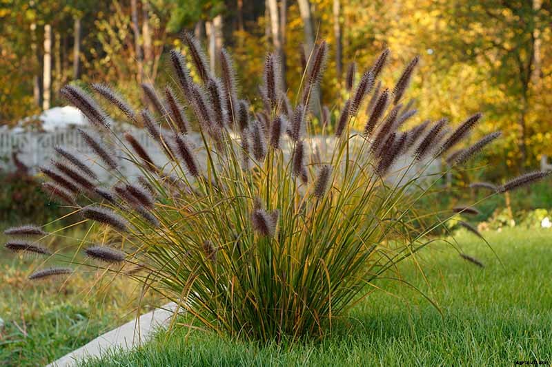 How to Grow and Care for Fountain Grass