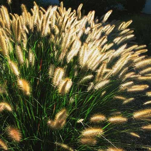 How to Grow and Care for Fountain Grass