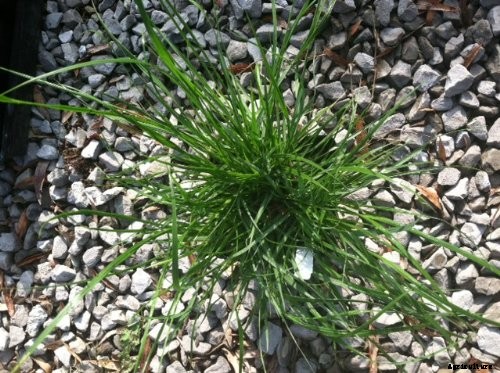 How to Grow and Care for Fountain Grass