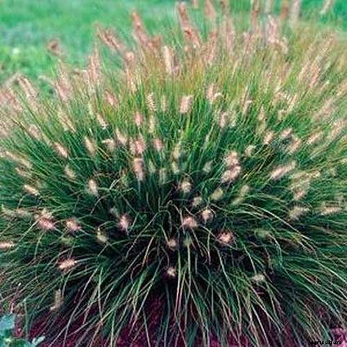 How to Grow and Care for Fountain Grass