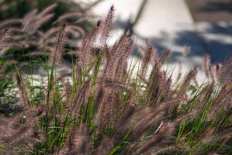 How to Grow and Care for Fountain Grass