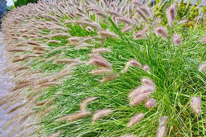 How to Grow and Care for Fountain Grass
