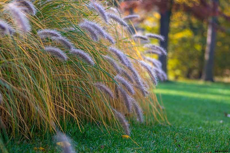 How to Grow and Care for Fountain Grass