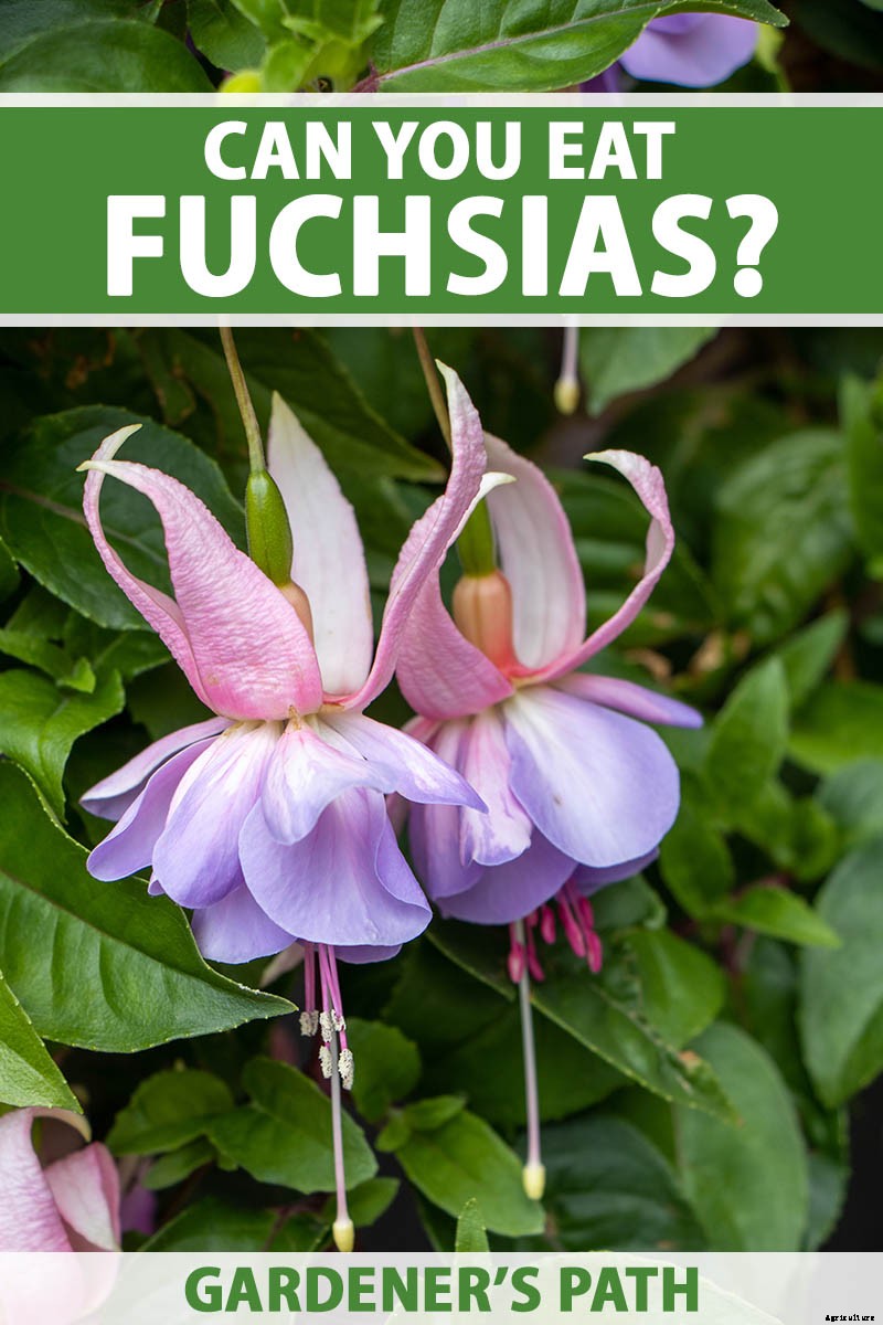 Are Fuchsias Edible? Learn About Eating Fuchsia Berries, Leaves, and Flowers
