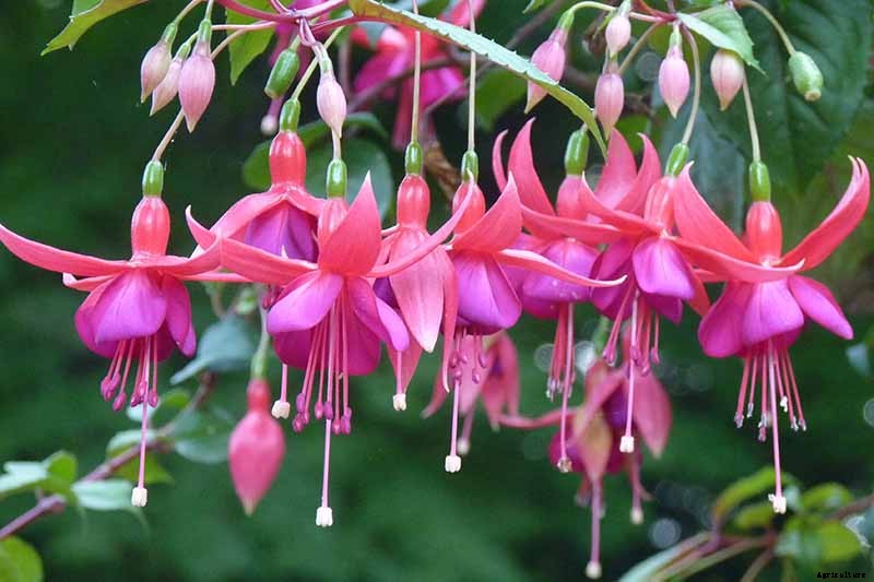 Are Fuchsias Edible? Learn About Eating Fuchsia Berries, Leaves, and Flowers