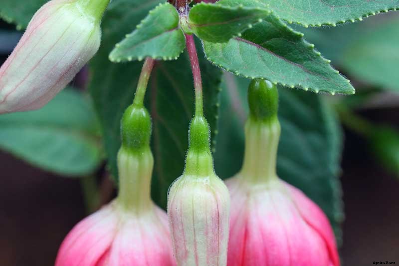 Are Fuchsias Edible? Learn About Eating Fuchsia Berries, Leaves, and Flowers