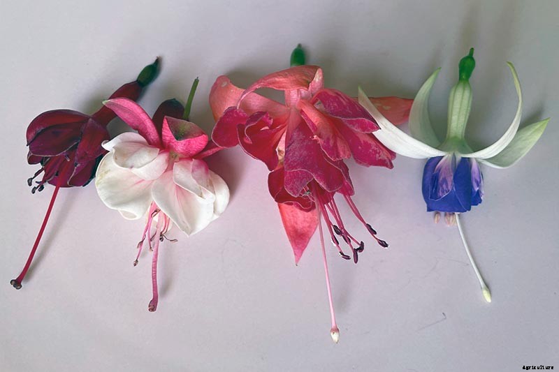 Are Fuchsias Edible? Learn About Eating Fuchsia Berries, Leaves, and Flowers