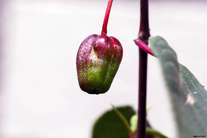 Are Fuchsias Edible? Learn About Eating Fuchsia Berries, Leaves, and Flowers