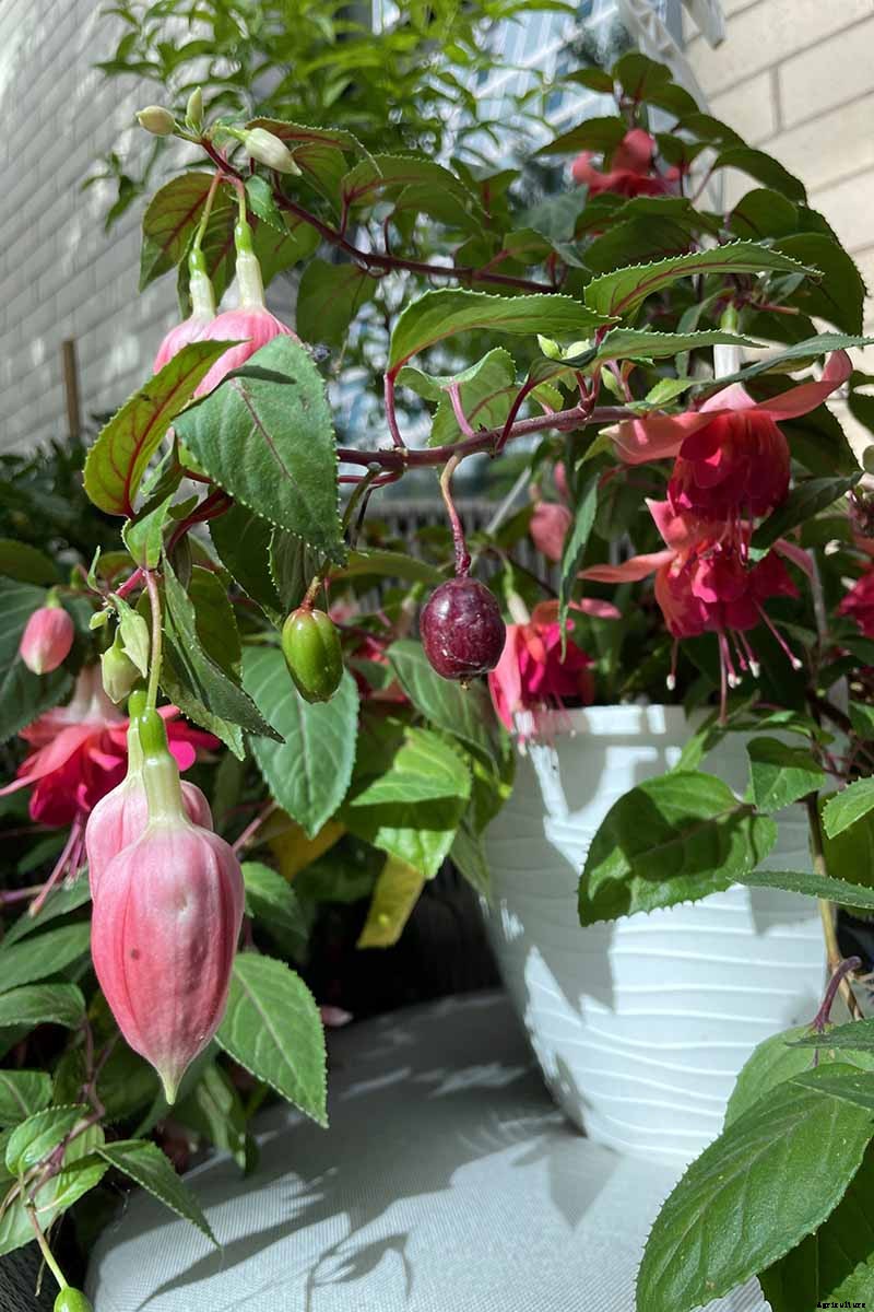 Are Fuchsias Edible? Learn About Eating Fuchsia Berries, Leaves, and Flowers