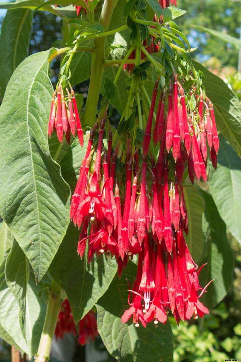 Are Fuchsias Edible? Learn About Eating Fuchsia Berries, Leaves, and Flowers