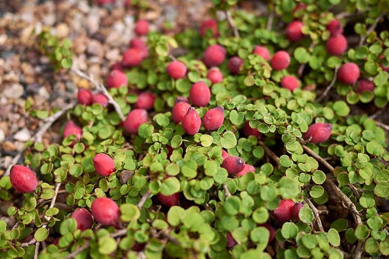 Are Fuchsias Edible? Learn About Eating Fuchsia Berries, Leaves, and Flowers
