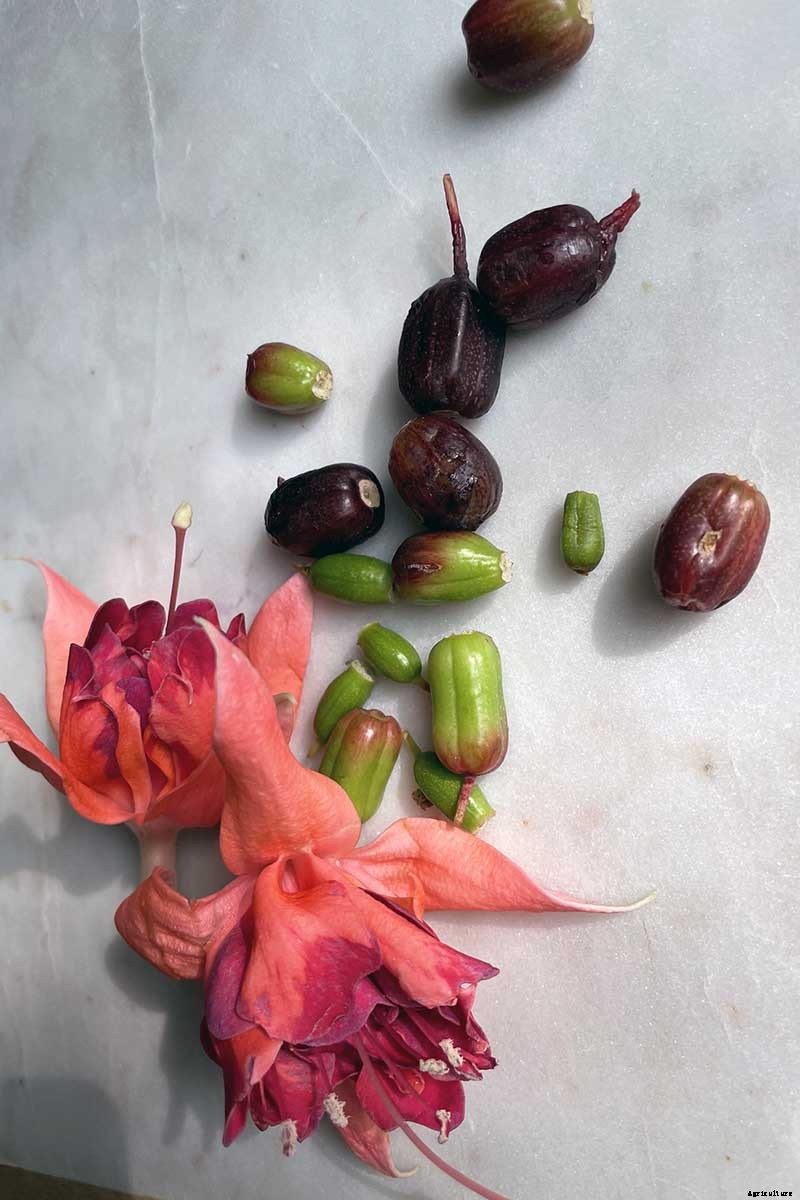 Are Fuchsias Edible? Learn About Eating Fuchsia Berries, Leaves, and Flowers