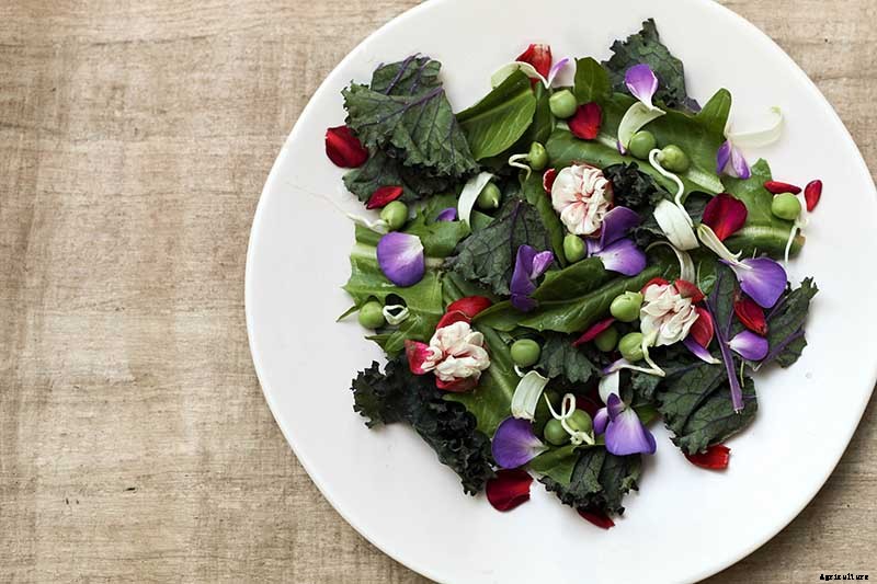 Are Fuchsias Edible? Learn About Eating Fuchsia Berries, Leaves, and Flowers