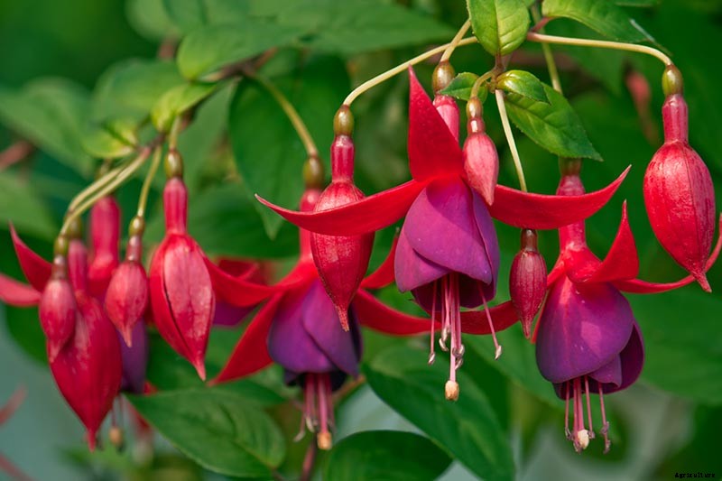 Are Fuchsias Edible? Learn About Eating Fuchsia Berries, Leaves, and Flowers