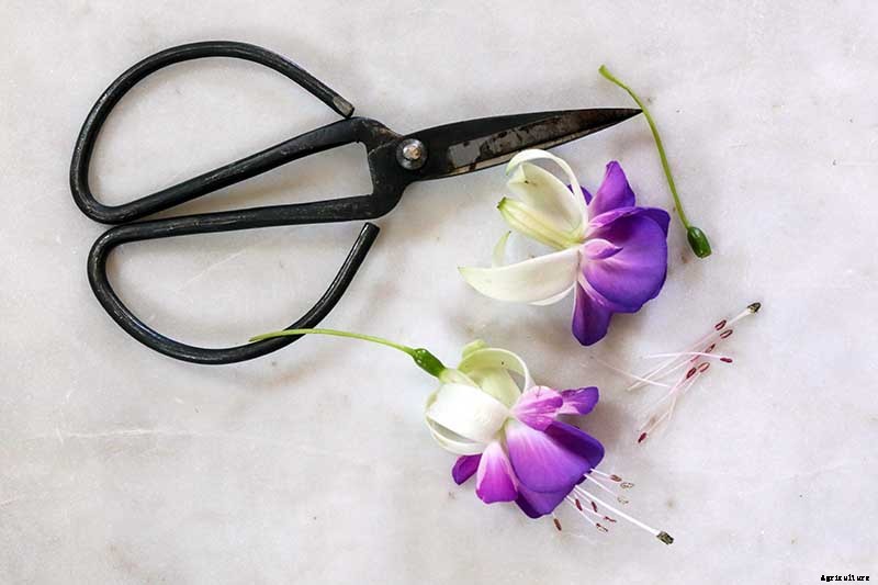 Are Fuchsias Edible? Learn About Eating Fuchsia Berries, Leaves, and Flowers