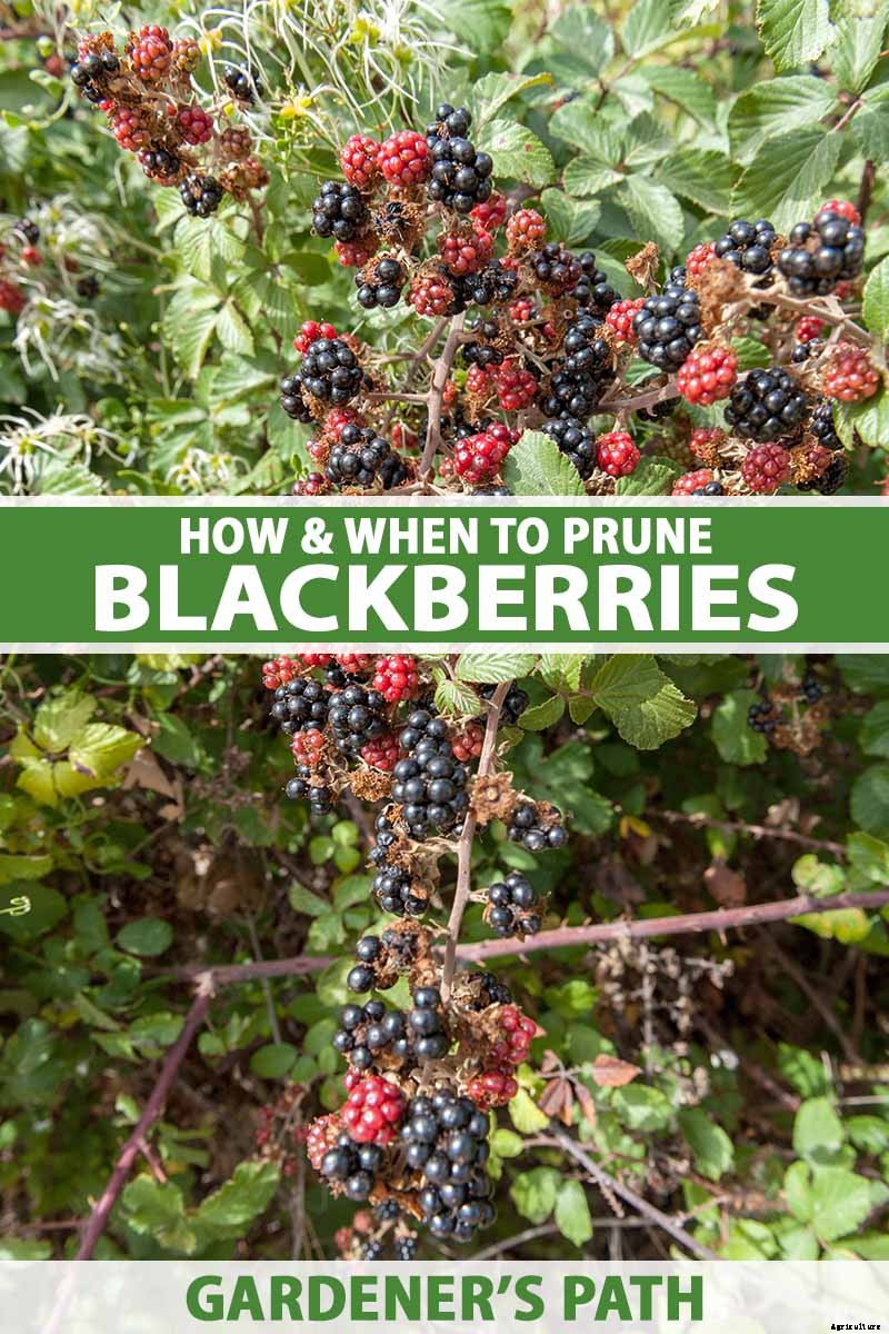 How and When to Prune Blackberry Bushes