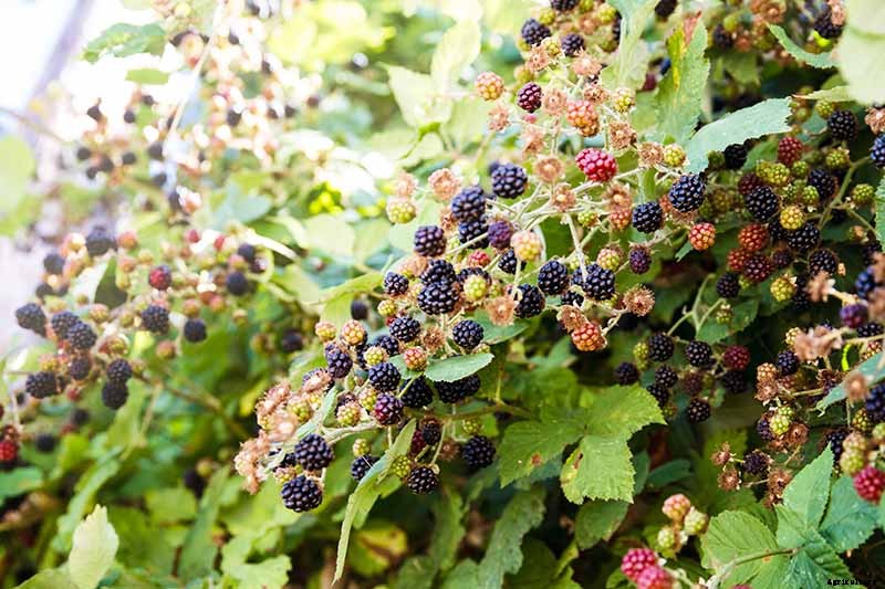 How and When to Prune Blackberry Bushes
