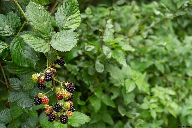 How and When to Prune Blackberry Bushes