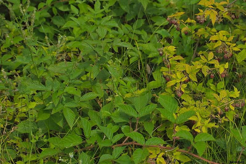 How and When to Prune Blackberry Bushes