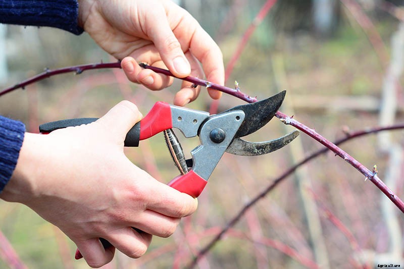 How and When to Prune Blackberry Bushes