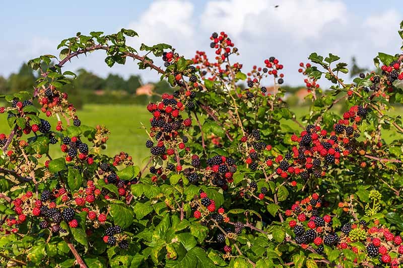 How and When to Prune Blackberry Bushes