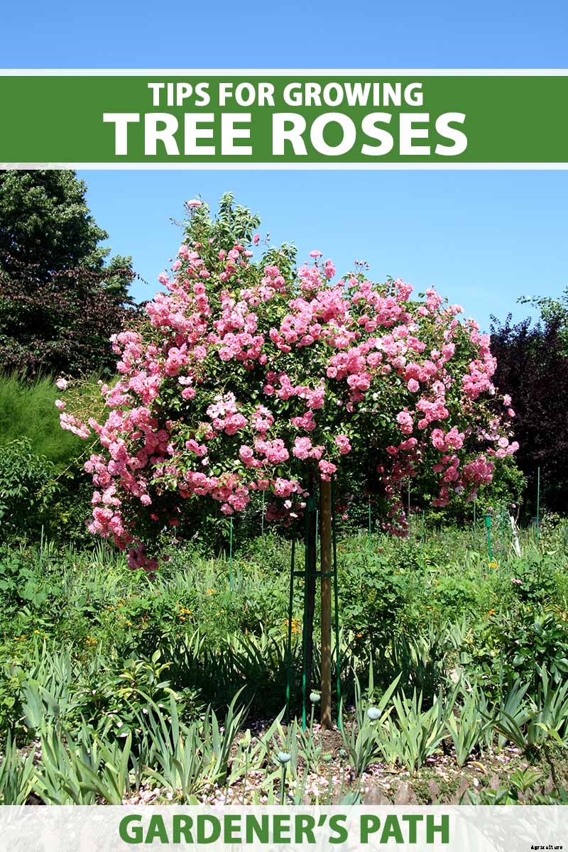 Tips for Growing Fabulous Tree Roses