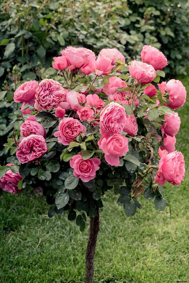 Tips for Growing Fabulous Tree Roses