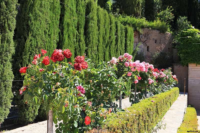 Tips for Growing Fabulous Tree Roses