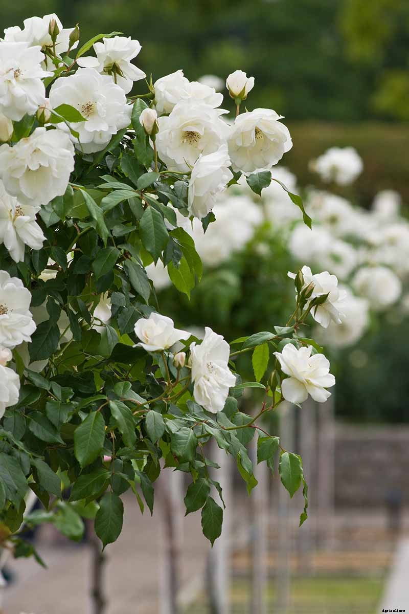 Tips for Growing Fabulous Tree Roses