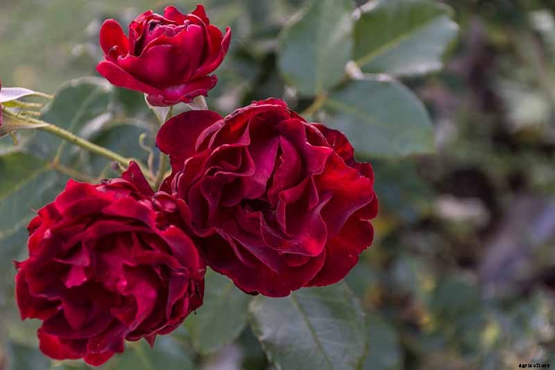 Tips for Growing Fabulous Tree Roses