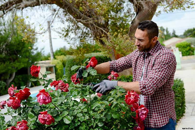 Tips for Growing Fabulous Tree Roses