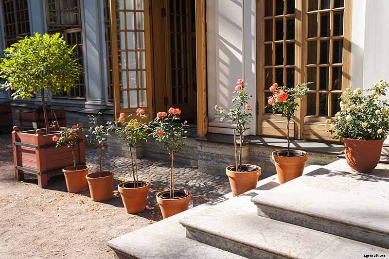 Tips for Growing Fabulous Tree Roses