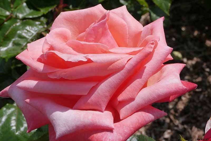 Tips for Growing Fabulous Tree Roses