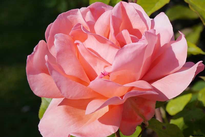 Tips for Growing Fabulous Tree Roses