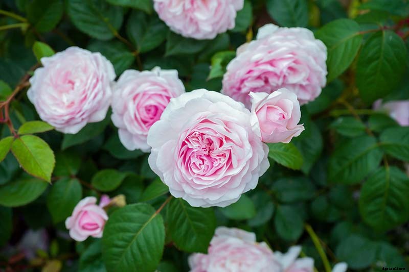Tips for Growing Fabulous Tree Roses