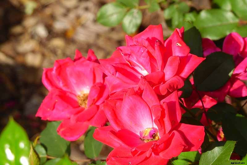 Tips for Growing Fabulous Tree Roses