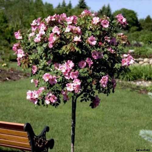 Tips for Growing Fabulous Tree Roses