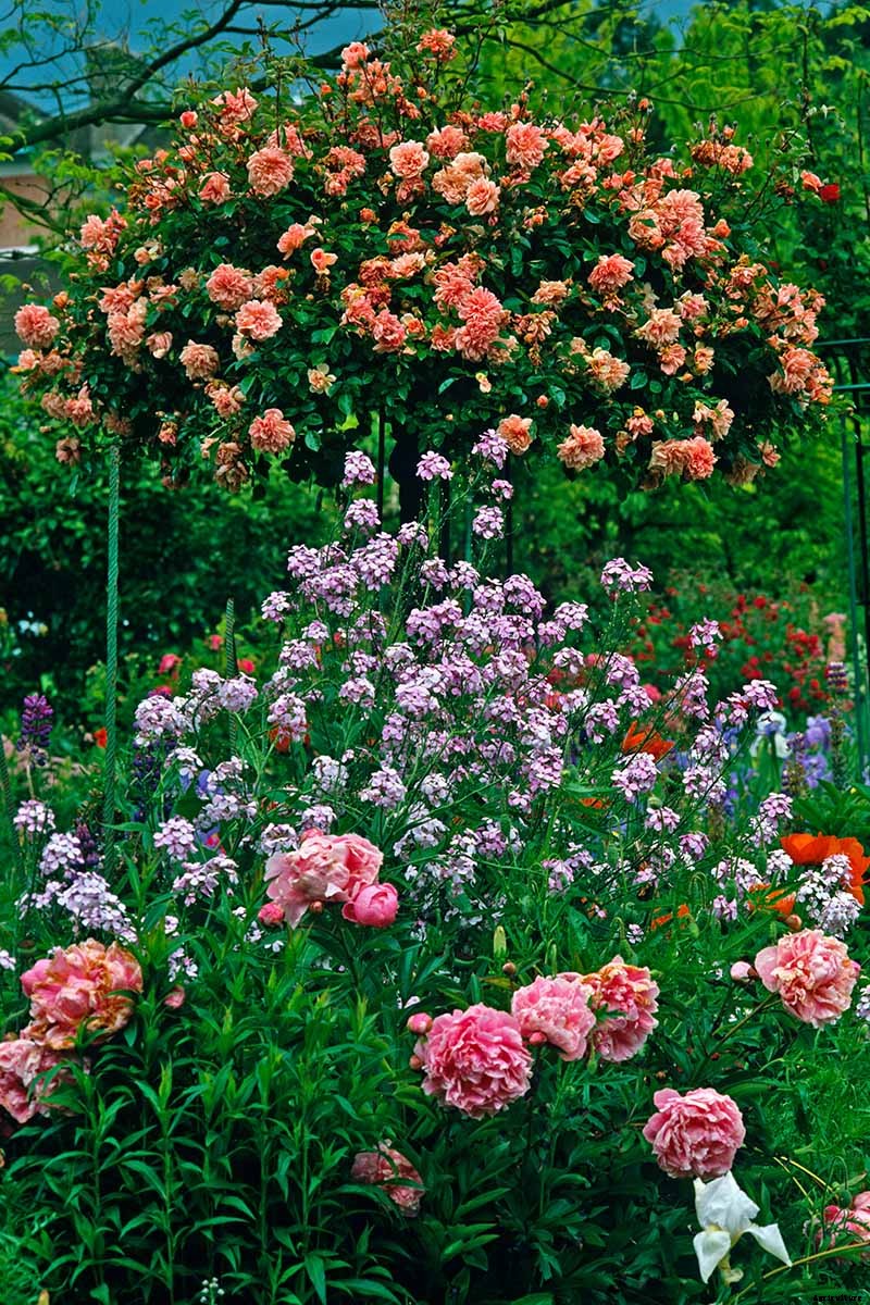 Tips for Growing Fabulous Tree Roses