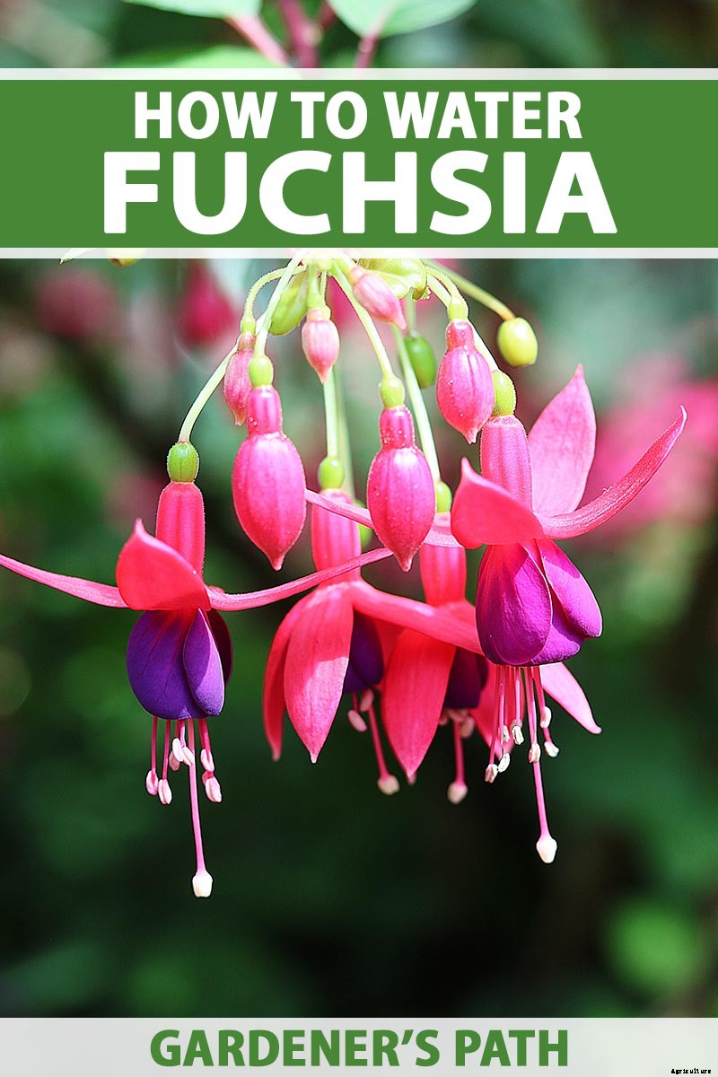 Tips for Watering Fuchsia Plants