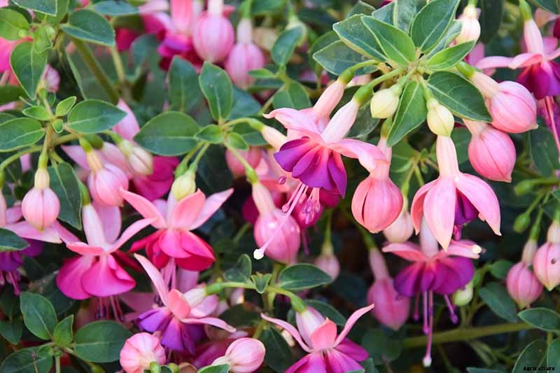 Tips for Watering Fuchsia Plants