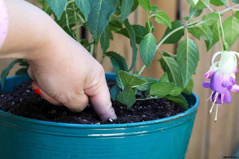 Tips for Watering Fuchsia Plants