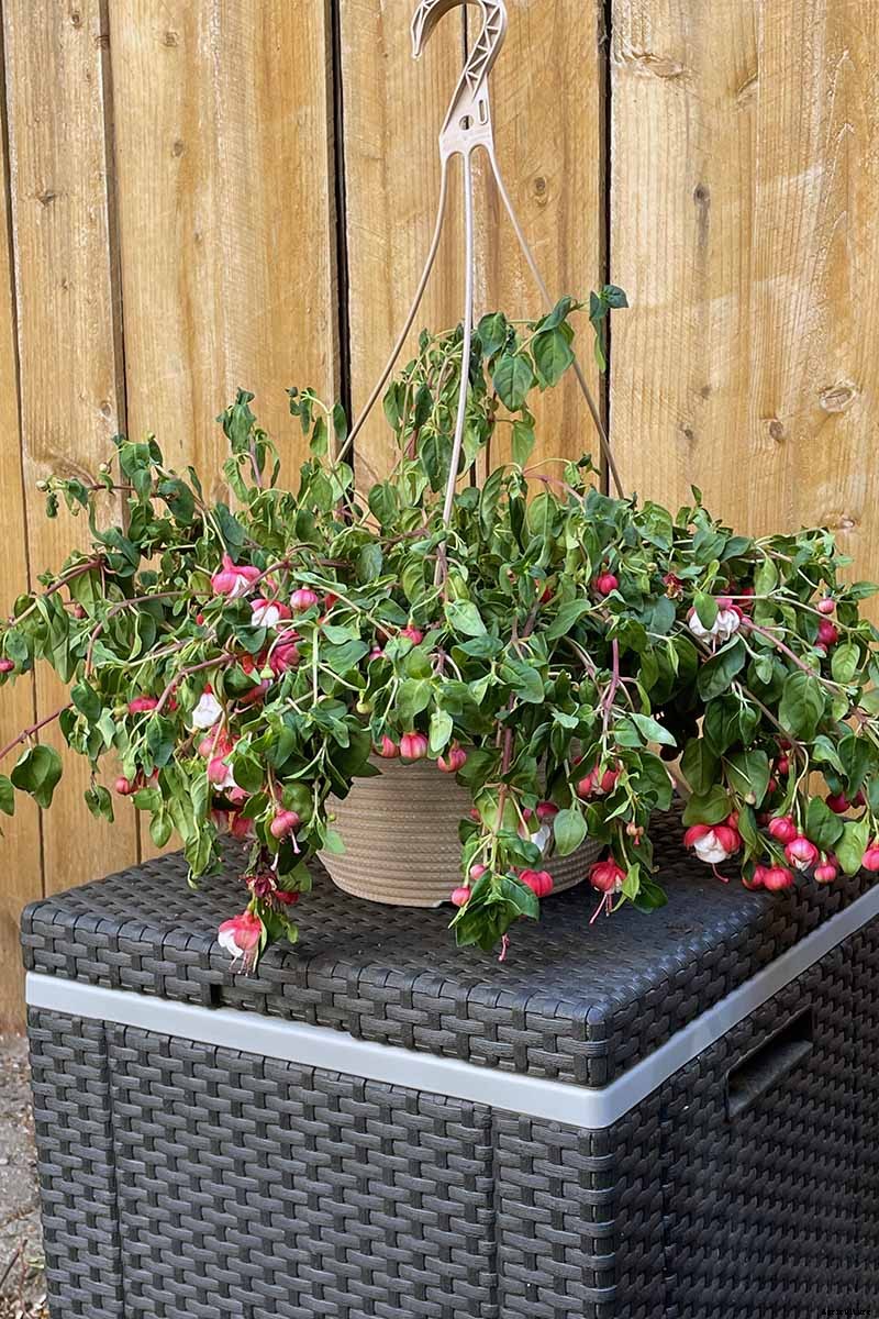 Tips for Watering Fuchsia Plants