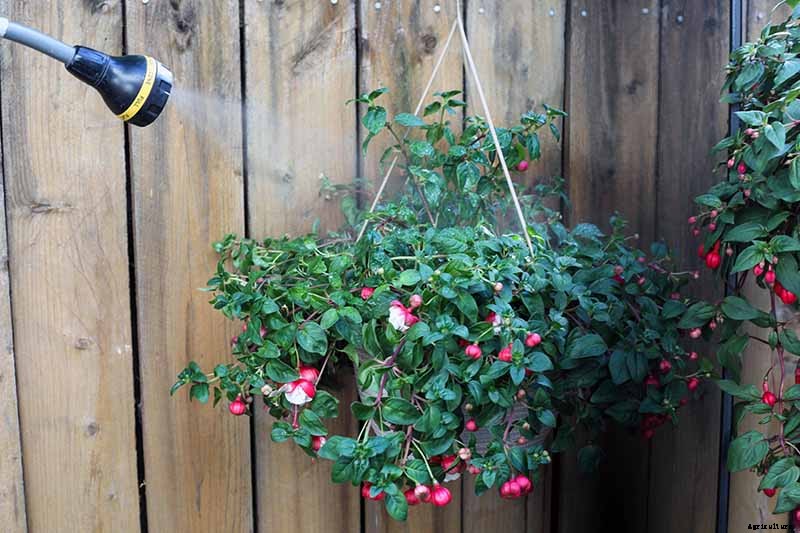 Tips for Watering Fuchsia Plants