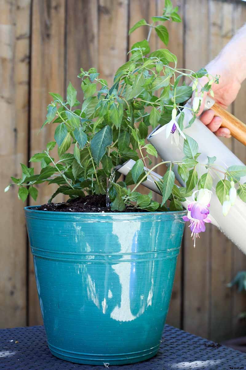 Tips for Watering Fuchsia Plants