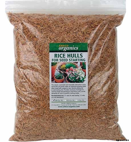 Tips for Watering Fuchsia Plants