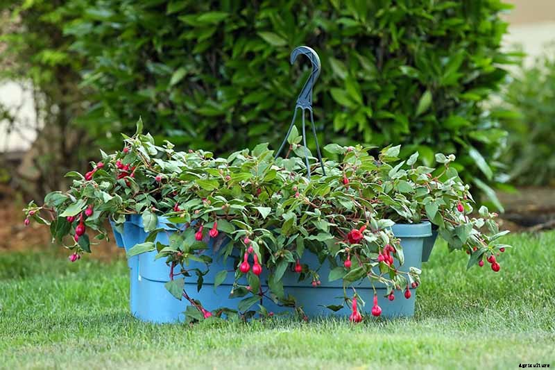Tips for Watering Fuchsia Plants
