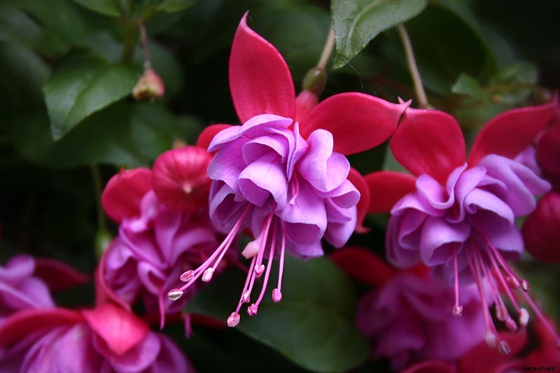 Tips for Watering Fuchsia Plants