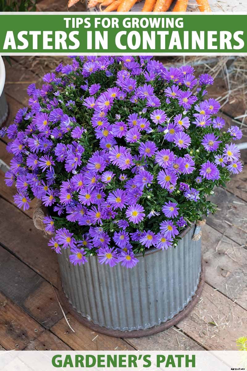 5 Tips for Growing Asters in Containers
