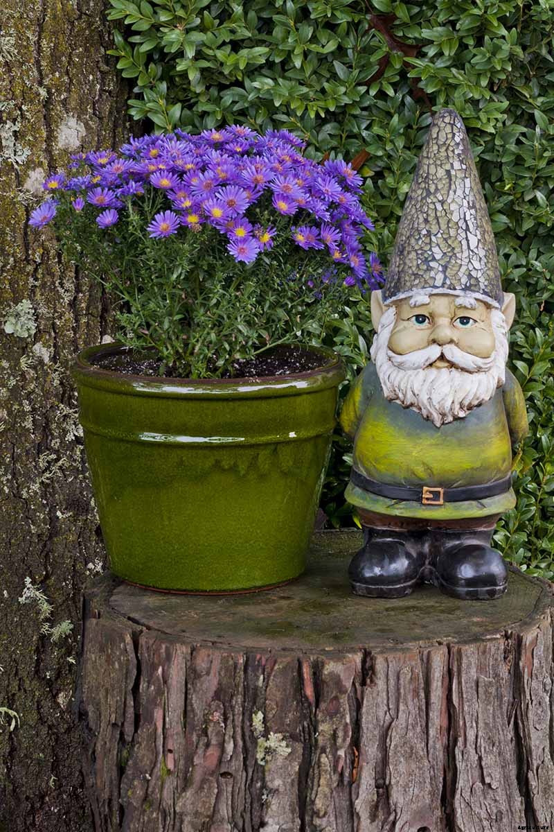 5 Tips for Growing Asters in Containers